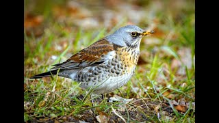 1 hour sound of Fieldfare [upl. by Ile]