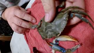 Cutting a peeler crab for bait crab crabbing bait fishing fish bluecrab marylandcrabs shorts [upl. by Tabbitha]