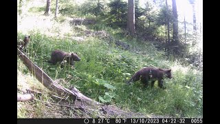 Vidéo piège dans les Carpates roumaines [upl. by Nadoj105]