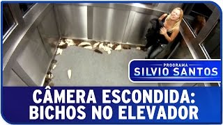 Câmera Escondida Bichos no Elevador [upl. by Salkin191]