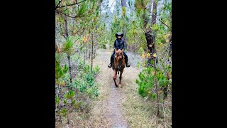 Rein Advice For The Gaited Horse  Gaited Horse Training [upl. by Llerrehc797]