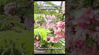 Cassia javanica Rainbowshowtree on flower in pots nature shorts [upl. by Alenson229]