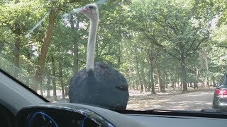 Thoiry ZooSafari  Yvelines  Visite et Tour du Safari en voiture  POV 21072018  HD [upl. by Myrvyn]