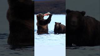 सेलमन मछलियों के सबसे बड़े दुश्मन भालू  Grizzly bears catching salmon bear shorts [upl. by Ileek738]