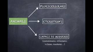 IL REGNO DEGLI ANIMALI PRIMA PARTE PORIFERI CELENTERATI ECHINODERMI [upl. by Naylor]