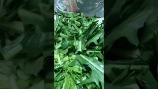 Cutting Chicory shorts food new subscribe [upl. by Fanestil316]