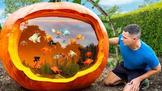 I Turned A Pumpkin Into A Fish Aquarium [upl. by Reppart]