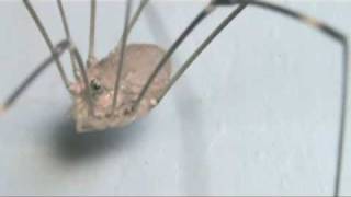 Harvestman Daddy Long Legs 12212010 [upl. by Ailisab456]