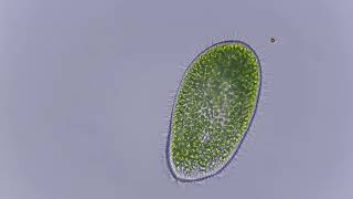 Paramecium bursaria with endosymbiotic chlorella algae 2 [upl. by Aloap680]