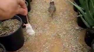 Roadrunner eating a mouse out of my hand [upl. by Ruddie]