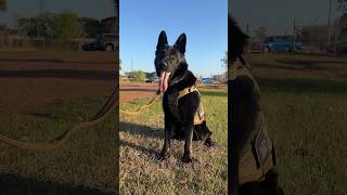 Keeping our Military Working Dogs cool  Royal New Zealand Air Force [upl. by Kinata]