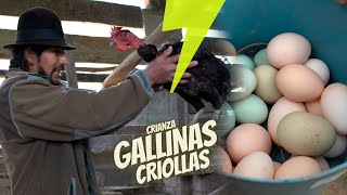 Crianza de gallinas criollas [upl. by Selig]