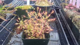 Drosera madagascariensis – delicate topical sundew [upl. by Airretal]