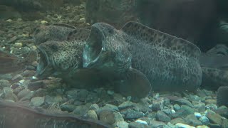 Contagious yawning in Atlantic wolffish [upl. by Anitsyrk407]