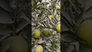 Citrus fruit plants with fruit [upl. by Tod]