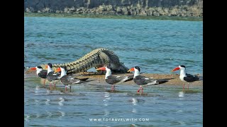 Chambal River Safari  1 [upl. by Eniamor]