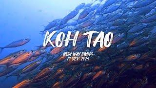 스쿠버여행  태국 꼬따오 2024년9월  Scuba trip to Koh Tao Thailand SEP 2024 [upl. by Llirred]