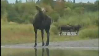 Alaska Jet Boat Moose Hunting  APGScom [upl. by Enal]