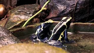 Dendrobates Tinctorius Cobalt calling and courting [upl. by Aihsei21]