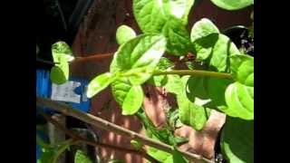 Basella rubra Malabar Spinach Growing in Ottawa City Ontario Canada [upl. by Katie]