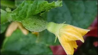 Citrullus lanatus Cucurbitaceae familynature trending flowers garden flora [upl. by Eckmann]