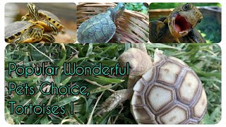 How to Make Your Pet Baby Tortoise Turtles Happy amp Be A Great Caring CompanionshipCute Pets Bonding [upl. by Terrie]