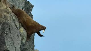 Walrus falls off of a cliff [upl. by Ennirok]