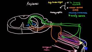 Clinical neuroanatomy of the deep tendon reflexes [upl. by Baniez]