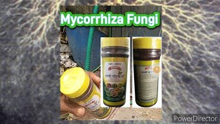 0520  Mycorrhiza Fungi benefits and usage in agriculture 🦠🦠🦠🦠🦠 [upl. by Enilarac744]