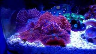 DiscosomaRhodactis  Mushroom Corals [upl. by Alage]