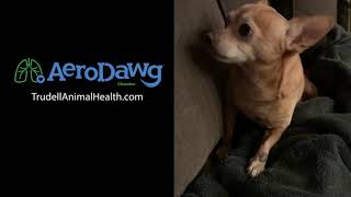 Hear What a Coughing Dog with Bronchitis Sounds Like  Chihuahua [upl. by Fai]