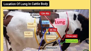 Cattle Lung Anatomy  Exact location of lungs in bovine [upl. by Amihsat]