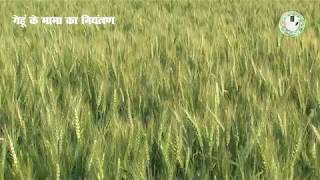 Control of Phalaris Minor in Wheat  गेहूं के मामा का नियंत्रण [upl. by Deidre]