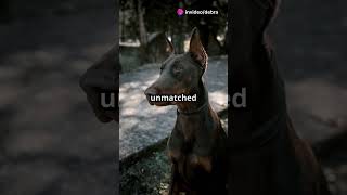 The Doberman The Ultimate Protector [upl. by Pampuch]