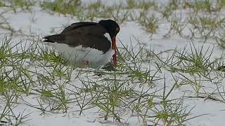 American Oystercatcher Banded AE Hatchling Nest Exchange May12 2024 [upl. by Relyat429]