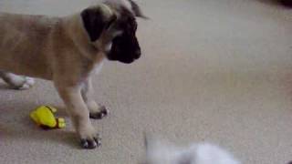 Mastiff x Akita Puppy Vs Ragdoll Kitten  Part 1 [upl. by Niwrad360]