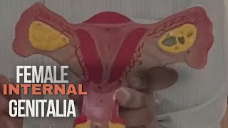 Anatomy of female internal genital organ Ovaries fallopean tube and uterus বাংলা লেকচার [upl. by Ahsiugal]