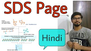 SDS PAGE gel electrophoresis in Hindi [upl. by Aihseuqram]