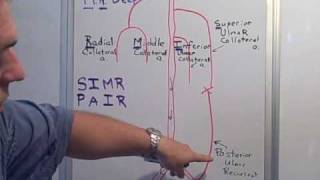 Collateral amp Recurrent arteries of the Arm [upl. by Konikow316]