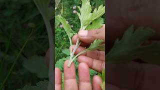 Chrysanthemum Propagation from Cuttings gardeningtips shorts [upl. by Inami458]