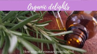 How to make Rosemary essential oil [upl. by Ataynik117]