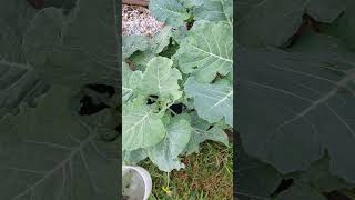 REAL PEST CONTROL THE BEST WAY TO GET RID OF GARDEN PESTS gardenshorts gardening [upl. by Teresina712]