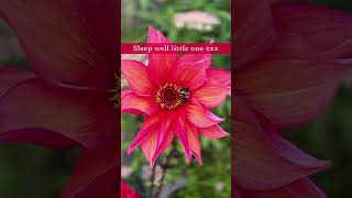 Even busy bees need a snooze sometimes myrealgarden gardening dahlia [upl. by Howenstein]