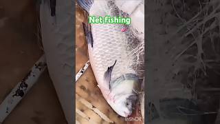 Gill Nets in Action Unbelievable Fishing Results trending fishing রুইমাছ viralvideo fish reel [upl. by Nairbo70]