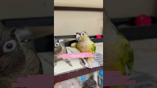 പല്ലുതേപ്പ് l Mittu amp Kallu My companion l How to Train Parrots or Pet Birds parrottraining [upl. by Abercromby]