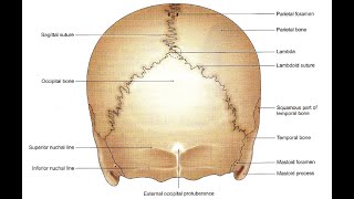 Skull  posterior view easy Norma Occipitalis [upl. by Weywadt]