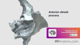 Anterior clinoid process [upl. by Attenauqa988]