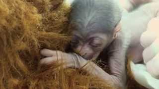 A Miracle Baby Javan Gibbon is Born at the Greensboro Science Center [upl. by Dail]