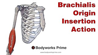 Brachialis Anatomy Origin Insertion amp Action [upl. by Acinahs]