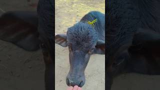 Big cow shorts shortsfeed animals cutebaby youtubeshorts trending cow [upl. by Obediah]